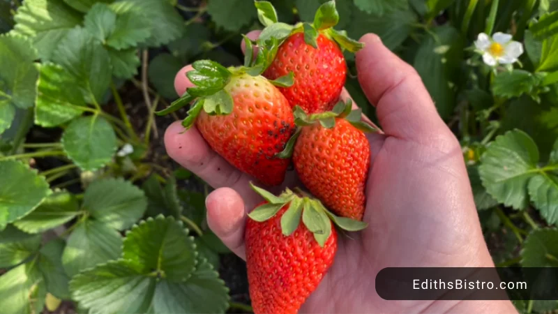 https://www.edithsbistro.com/wp-content/uploads/2023/07/are-strawberries-perennials.png.webp