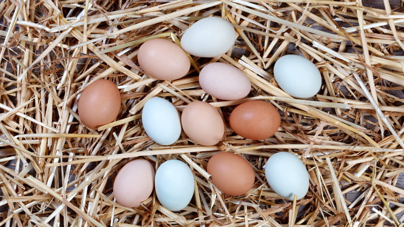 egg colors by breed