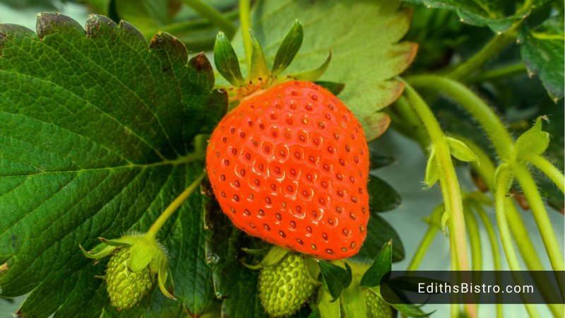 what exactly are strawberry leaves