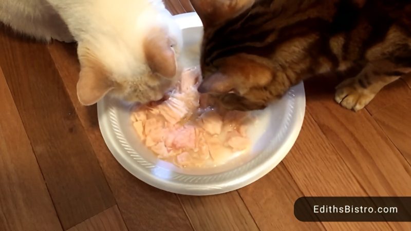 Can cats have canned chicken