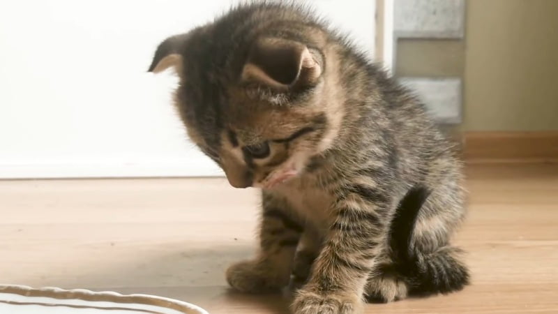 Advantages of a Raw Diet for Cats