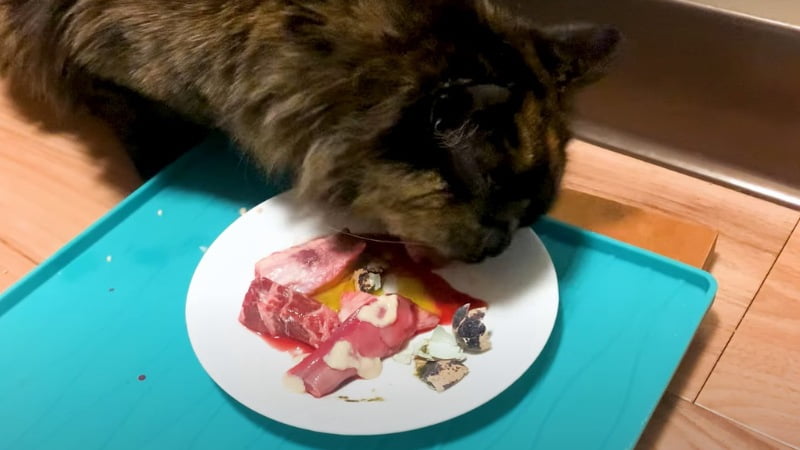 Can Cats Eat Raw Chicken?