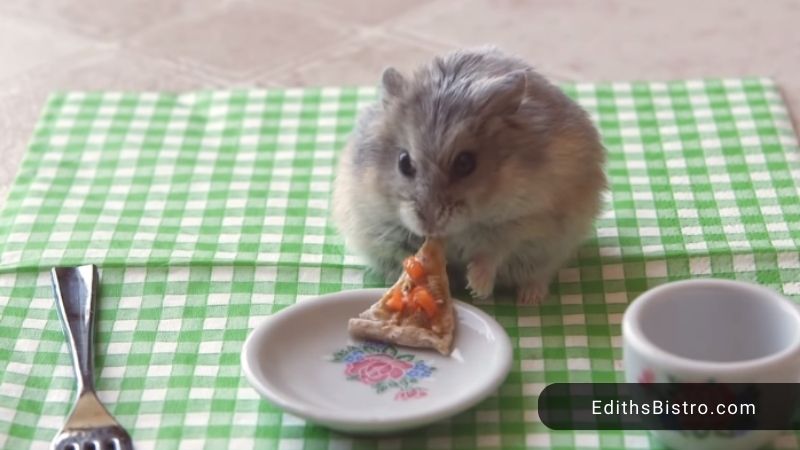 can hamsters eat chicken slices