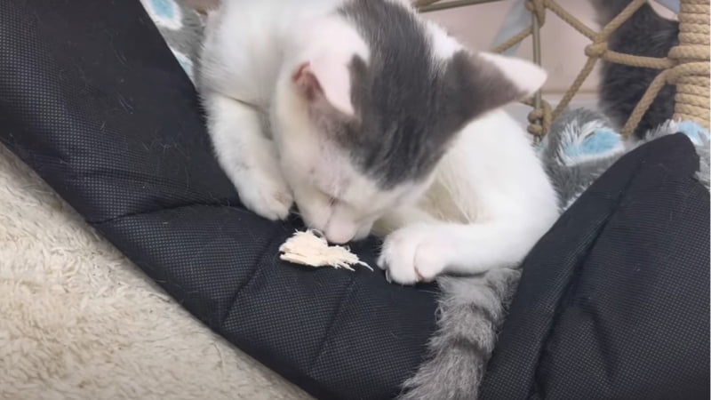You can give your cats cooked chicken