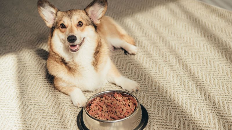 What is Chicken Meal in Dog Food?