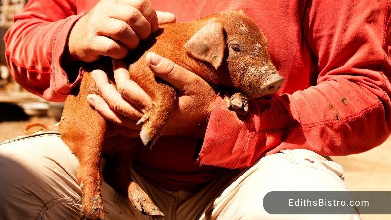 duroc-pig-characteristics