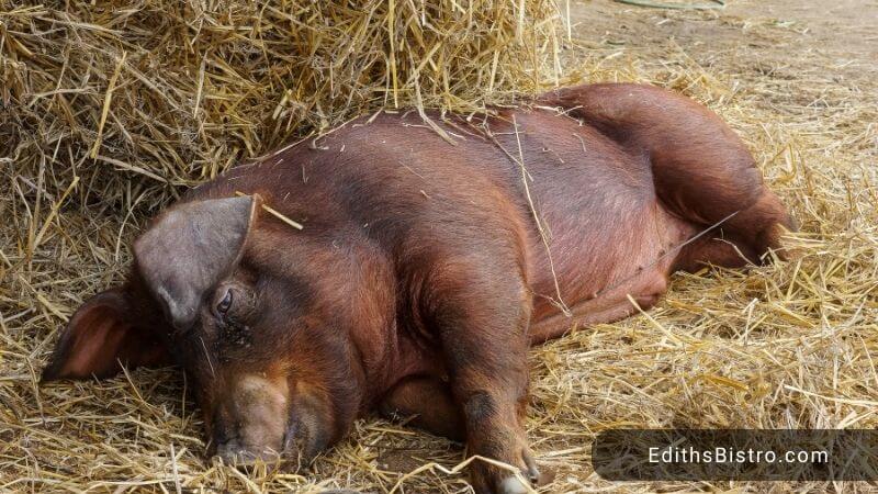 what-is-duroc-pork-duroc-pork-chilling